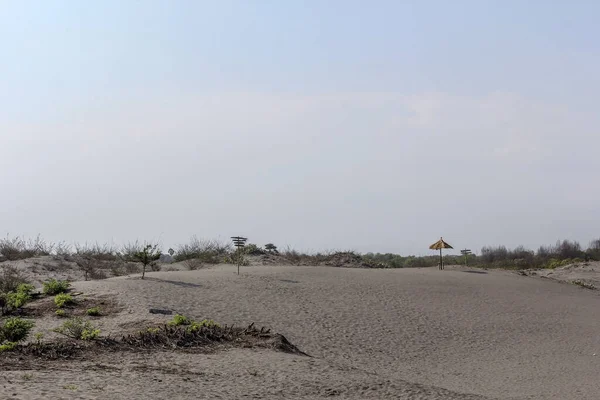 Rivage Gris Océan Avec Les Arbres Ciel Arrière Plan — Photo