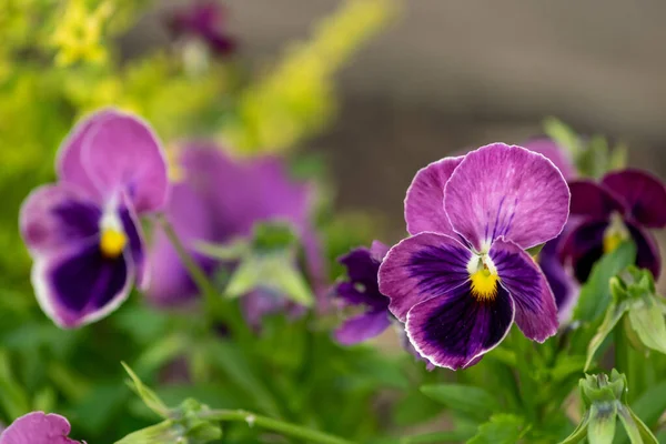 Garden Pansy Planta Híbrida Flores Grandes Hibridación Varias Especies Mayoría — Foto de Stock