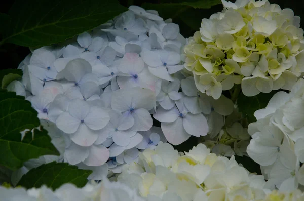 Primer Plano Hydrangea Macrophylla Hermosas Flores Jardín —  Fotos de Stock