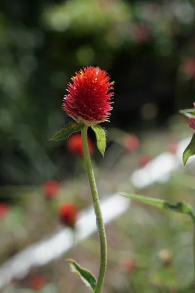 Eine Selektive Fokusaufnahme Einer Roten Erdbeer Gomphrena Auf Einem Feld — Stockfoto