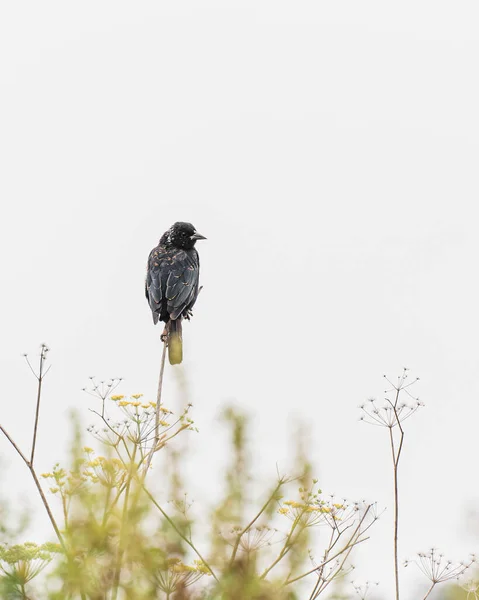 Petit Bel Oiseau Perché Sur Une Branche Arbre — Photo