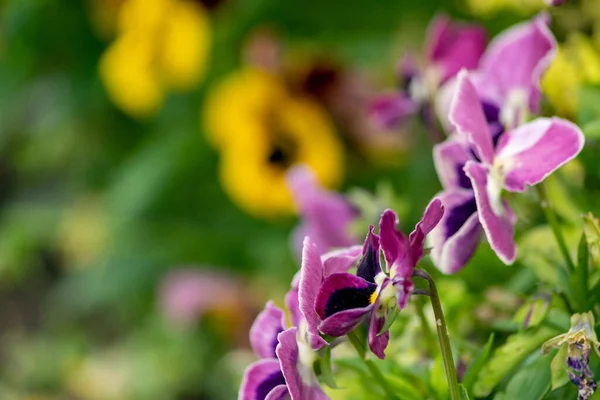 Ogrodowe Pedały Kwieciste Hybrydowe Liny Uprawiane Jako Kwiat Ogrodowy Hybrydyzacja — Zdjęcie stockowe
