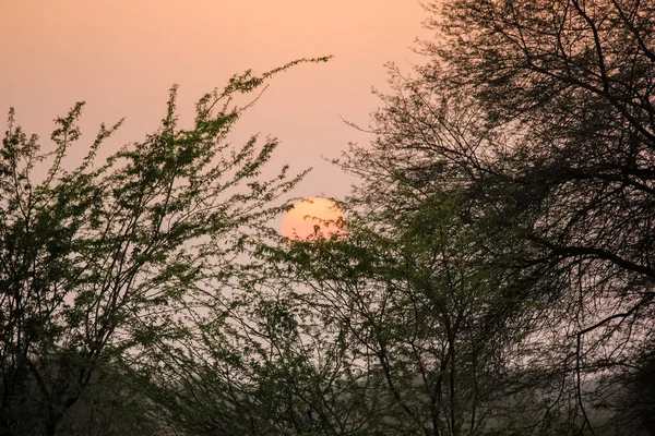 Bel Cielo Tramonto Tra Rami Degli Alberi Fauna Selvatica Del — Foto Stock