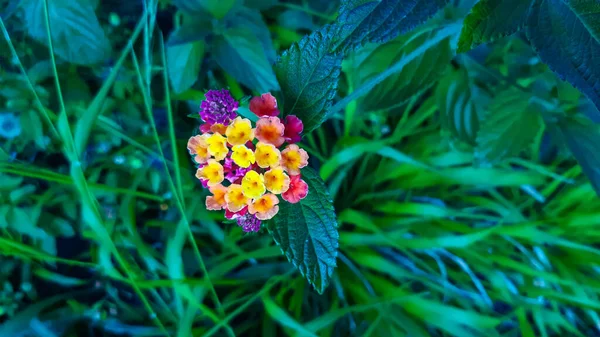 Close Lantana Vista Superior Pequenas Flores Coloridas — Fotografia de Stock