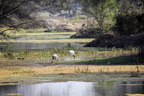 Чудовий Знімок Лелеки Заболочених Теренах Національного Парку Кеоладео Бхаратпурі Раджастхан — стокове фото