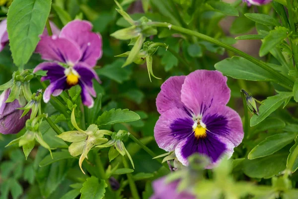 Garden Pansy Large Flowered Hybrid Plant Cultivated Garden Flower Hybridization — Stock Photo, Image