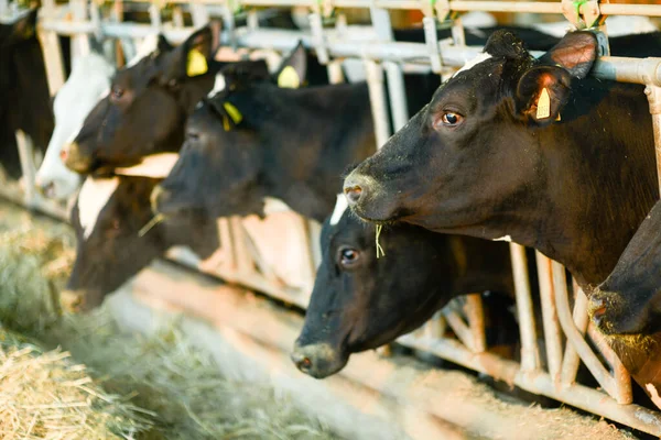 Reggio Emilia イタリア 2021年1月14日 イタリアのレッジョ エミリアの農場でホルシュタイン フリージア牛の選択的フォーカスショット — ストック写真