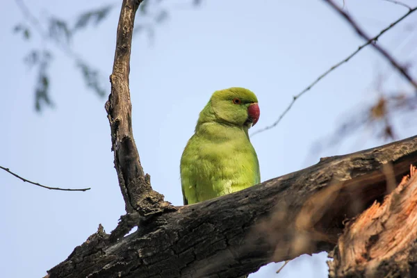 Joli Perroquet Vert Perché Sur Une Branche Arbre Dans Parc — Photo