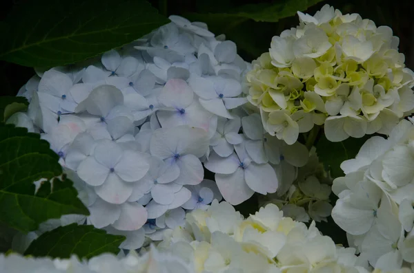 Primer Plano Hydrangea Hermosas Flores Jardín —  Fotos de Stock