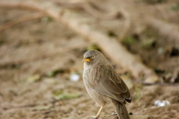 Närbild Grå Fågel Marken Keoladeo Nationalpark Bharatpur — Stockfoto