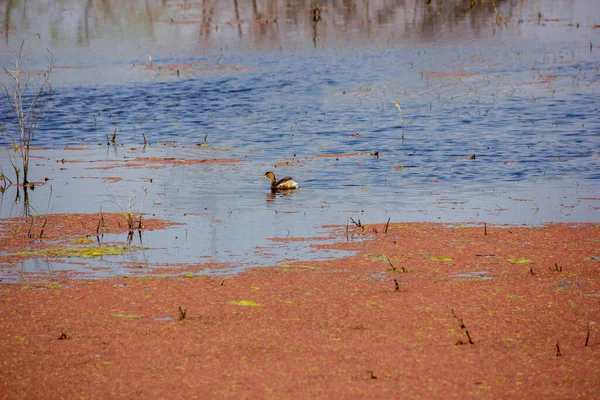 Vida Silvestre Del Parque Nacional Keoladeo Bharatpur — Foto de Stock