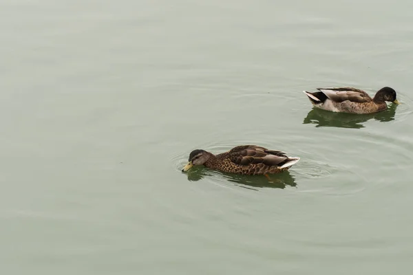 水面上的两只小鸭子 — 图库照片