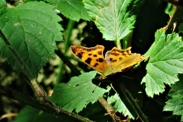 Tiro Ângulo Alto Uma Borboleta Cor Laranja Folhas Verdes Sob — Fotografia de Stock