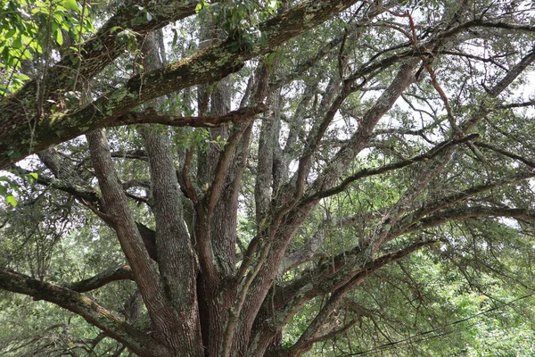 여름의 가지가 나무를 각도로 — 스톡 사진