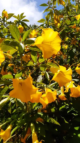 Eine Vertikale Nahaufnahme Von Brugmansia Engelstrompeten Schöne Gelbe Blumen — Stockfoto