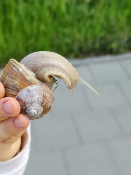 Tiro Vertical Mão Uma Criança Segurando Caracol Uva — Fotografia de Stock