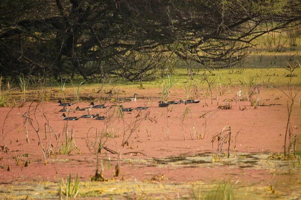 Eine Herde Enten Sumpf Des Keoladeo Nationalparks Bharatpur Rajasthan Indien — Stockfoto