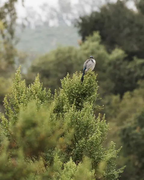 Pequeno Pássaro Agradável Empoleirado Galho Árvore — Fotografia de Stock