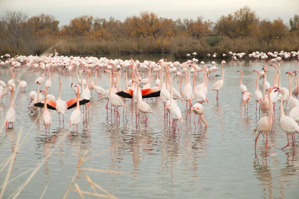 Nahaufnahme Einer Flamingos Herde Wasser — Stockfoto