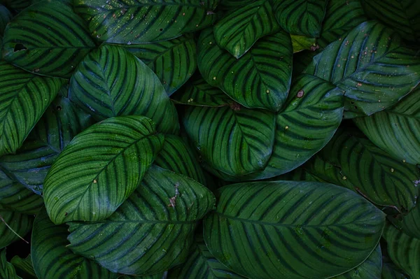 Tembakan Jarak Dekat Dari Tanaman Calathea Fasciata Dengan Daun Bergaris — Stok Foto