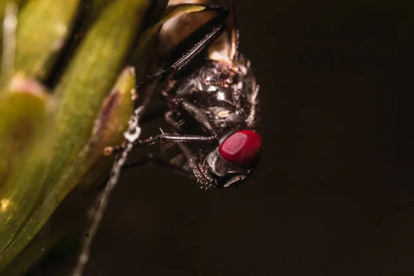 Tiro Macro Uma Mosca Doméstica Sentada Uma Flor Isolada Fundo — Fotografia de Stock