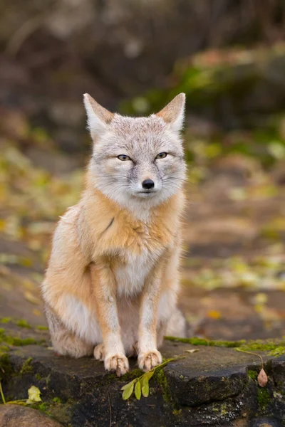 Portrait Corsac Fox Forest — Stock Photo, Image