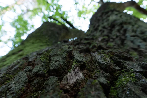 Bir Ağaç Gövdesinin Düşük Açılı Yakın Çekim Görüntüsü Arka Planda — Stok fotoğraf
