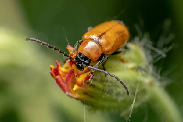 Primer Plano Insecto Sentado Capullo Flores —  Fotos de Stock