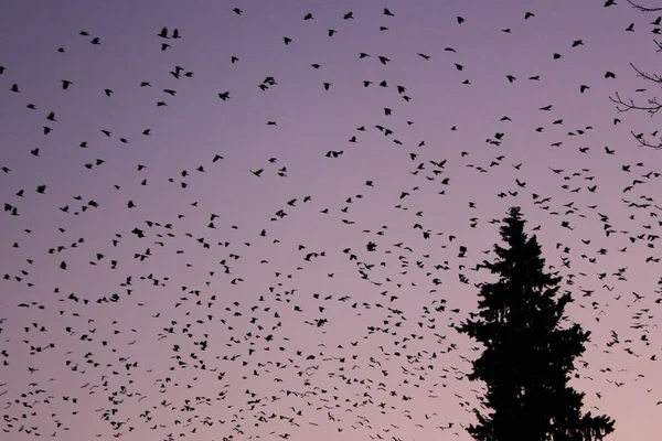 Силуети Соснового Дерева Птахів Летять Тлі Фіолетового Неба — стокове фото