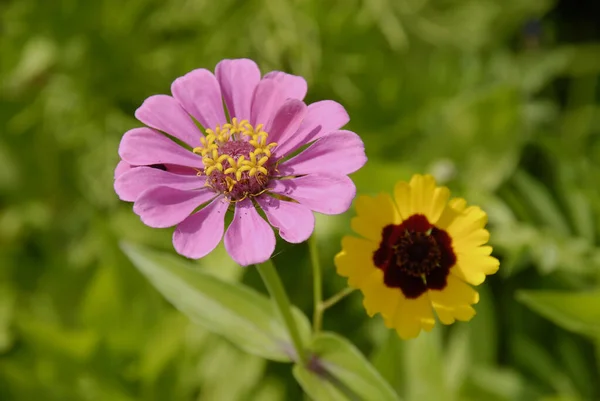 Una Bella Zinnia Che Sboccia Nella Sua Bellezza — Foto Stock