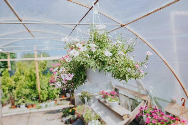 Serada Asılı Duran Bir Tencerede Dekoratif Beyaz Çiçeklerin Yakın Çekimi — Stok fotoğraf