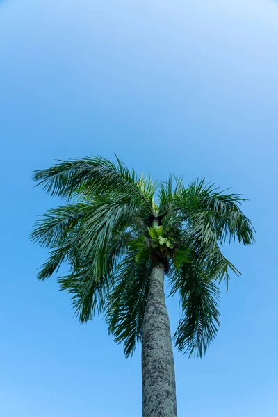 背景に青い空の緑のヤシ — ストック写真