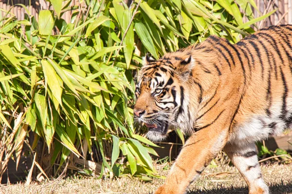 Sumatran Kaplanının Panthera Tigris Sumatrae Güneşte Yürürken Yakın Plan Çekimi — Stok fotoğraf