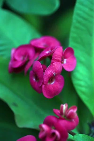 Tiro Vertical Uma Bela Flor — Fotografia de Stock