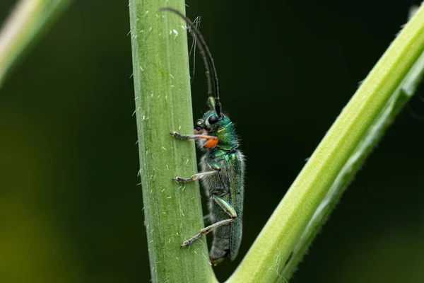 Een Macro Shot Van Een Insect Een Plant — Stockfoto