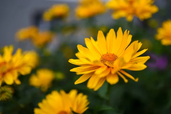 花园里一朵假向日葵的精选焦点 — 图库照片