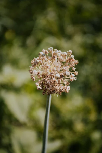 Közeli Allium Ascalonicum Napfény Alatt — Stock Fotó