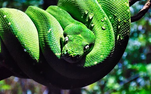 一只绿蟒蛇 Morelia Viridis 舒适地盘绕在树枝上的特写镜头 — 图库照片