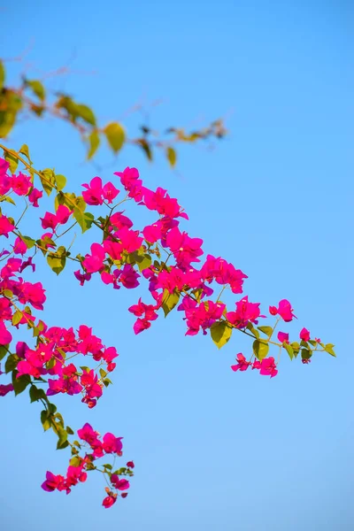 Tiro Close Vertical Flores Bougainvillea Crescendo Uma Árvore Sob Horizonte — Fotografia de Stock