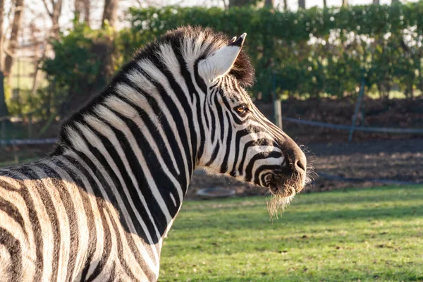 Een Close Shot Van Een Zebra Een Veld — Stockfoto