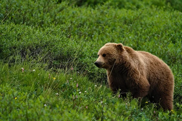 Gran Oso Pardo Bosque — Foto de Stock