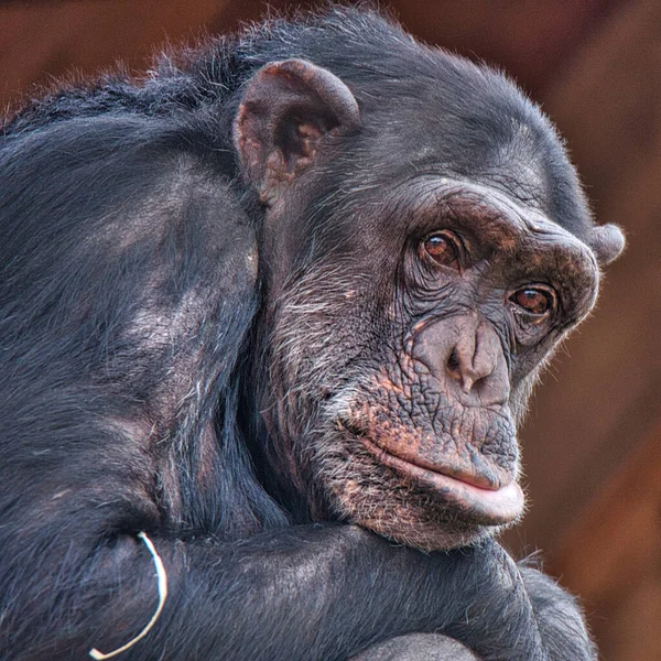 Portrait Rapproché Vieux Chimpanzé Pan Troglodytes Regardant Caméra — Photo