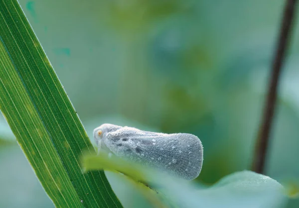 在模糊的背景下 毛毛虫坐在植物叶子上的特写镜头 — 图库照片