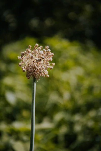 Een Close Van Allium Ascalonicum Onder Het Zonlicht — Stockfoto