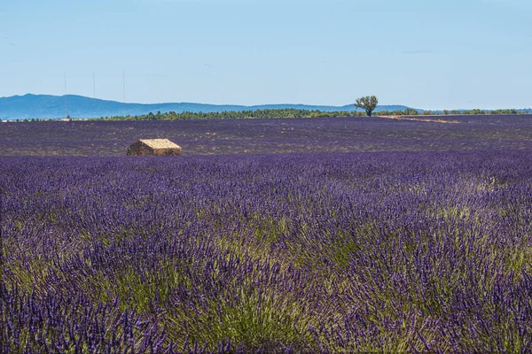 Belos Campos Lavanda Planalto Valensole Provence França — Fotografia de Stock