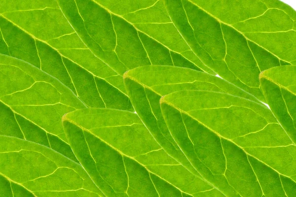 Illustration Green Leaves Pattern Great Wallpaper — Stock Photo, Image