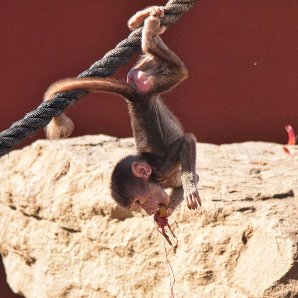 Closeup Shot Baby Hamadryas Baboon Eating While Hanging Upside Rope — Stock Photo, Image