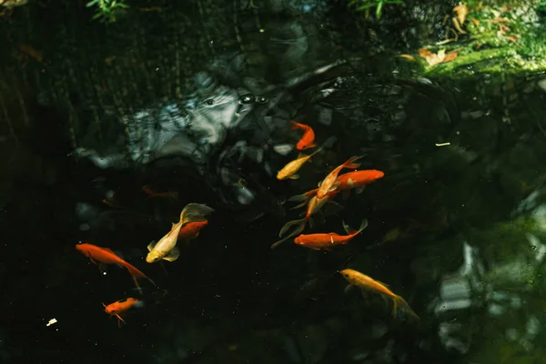 Sebuah Gambar Closeup Ikan Koi Berenang Danau — Stok Foto