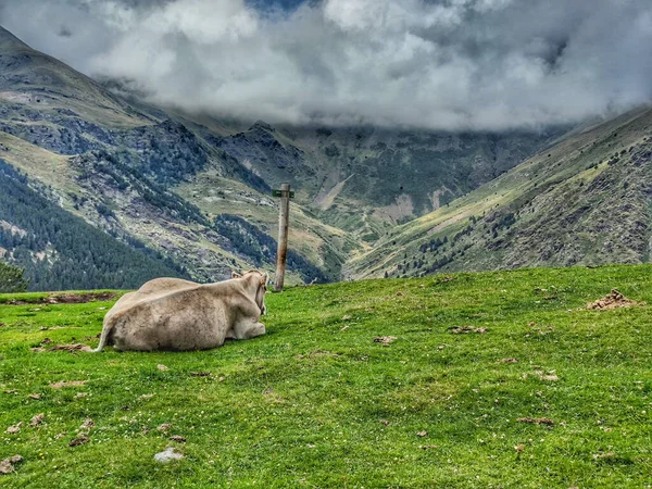 Крупним Планом Корова Лежить Зеленому Полі Красивими Горами Задньому Плані — стокове фото