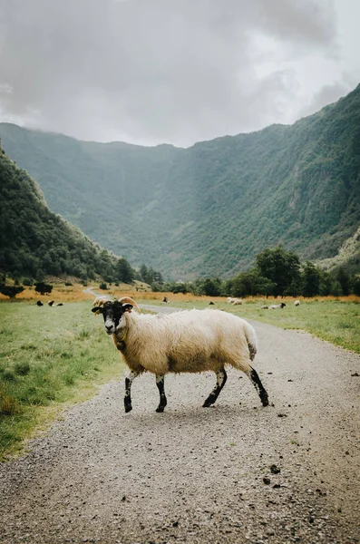 Ein Norwegisches Schaf Auf Einer Weide Unterhalb Der Berge — Stockfoto